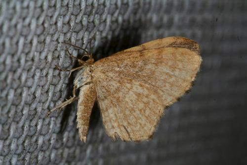 Réf. 45 974 : Euchoeca nebulata