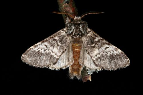Réf. 45 180 : Drymonia ruficornis