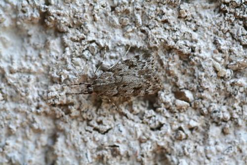 Réf. 45 107 : Scoparia basistrigalis