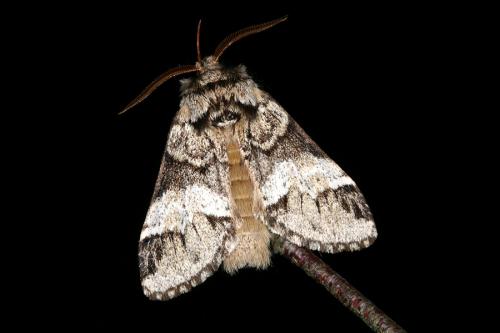 Réf. 45 231 : Drymonia dodonaea