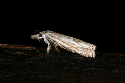 Réf. 45 017 : Crambus lathoniellus