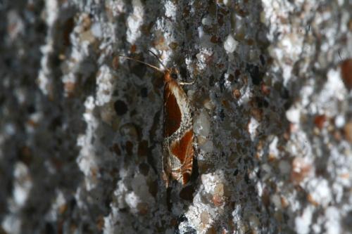 Réf. 45 233 : Ancylis unculana