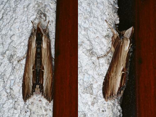 Cucullia sp.