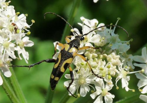 Réf. 45 990 : Rutpela maculata