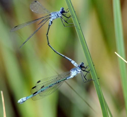 Réf. 45 903 : Lestes macrostigma