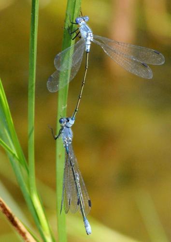 Réf. 45 935 : Lestes macrostigma