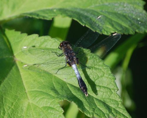 Réf. 45 093 : Leucorrhinia caudalis