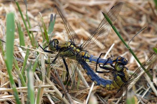 Orthetrum cancellatum