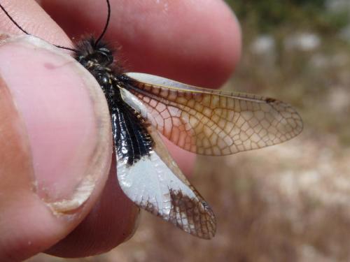 Libelloides lacteus