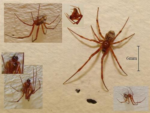 Parasteatoda tepidariorum