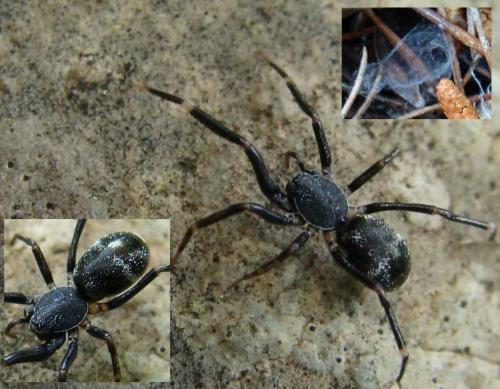 Liophrurillus flavitarsis