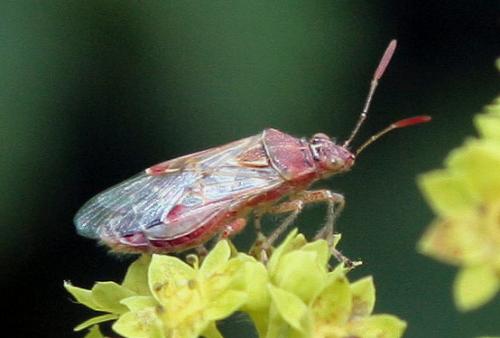 Liorhyssus hyalinus