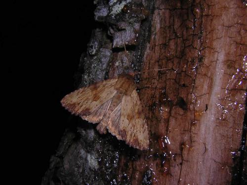 Réf. 45 192 : Apamea sublustris