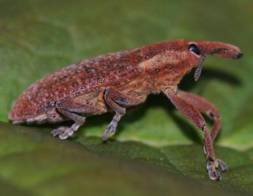 Réf. 45 134 : Lixus punctiventris