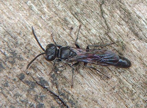 Trypoxylon sp.