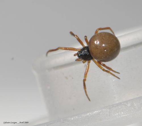 Crustulina sticta