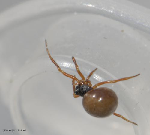 Réf. 45 666 : Crustulina sticta