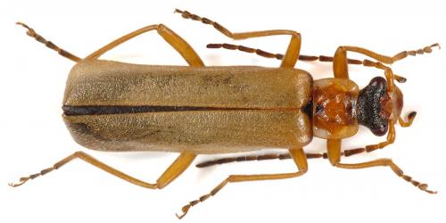 Podabrus alpinus
