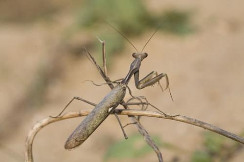 Sphodromantis viridis