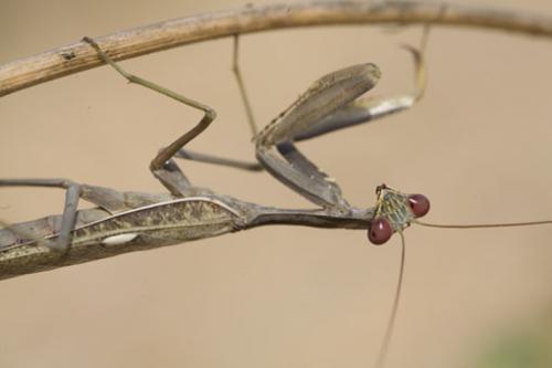 Sphodromantis viridis