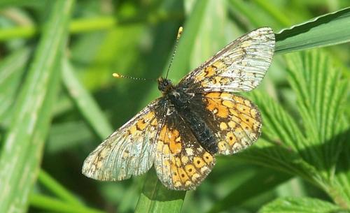 Euphydryas aurinia