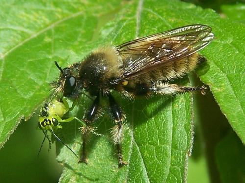 Réf. 45 912 : Laphria flava