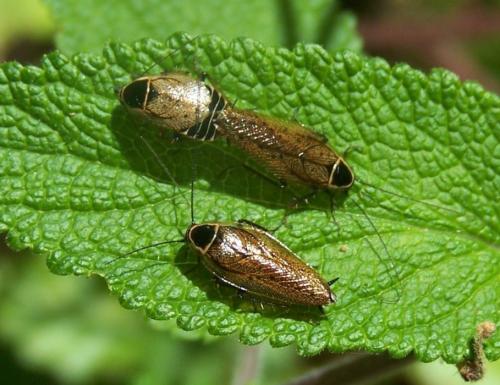 Ectobius sylvestris