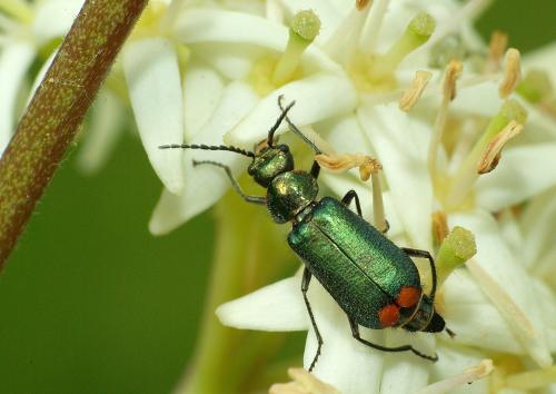 Malachius bipustulatus