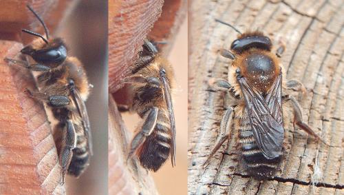 Megachile sp.