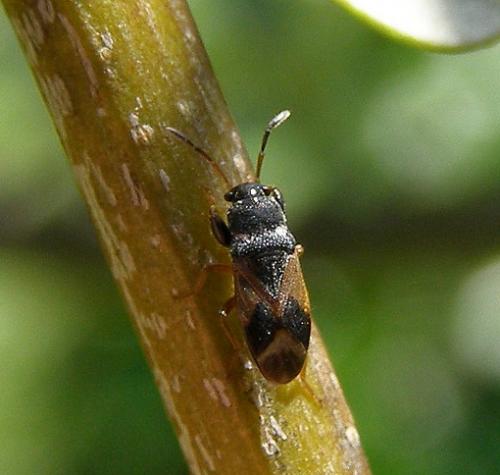 Megalonotus praetextatus