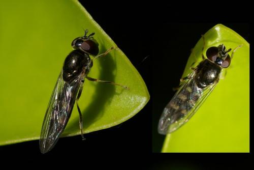 Réf. 45 378 : Platycheirus scutatus
