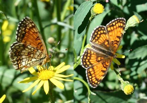 Melitaea diamina