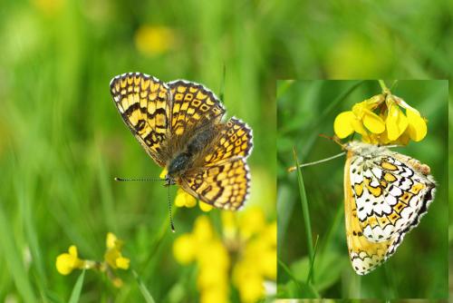 Melitaea cinxia
