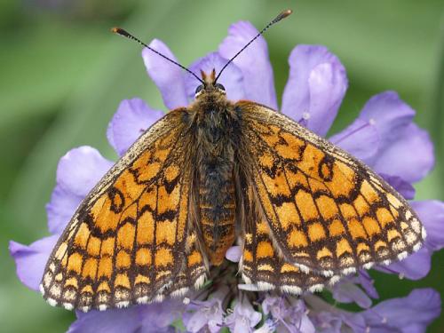 Melitaea sp.