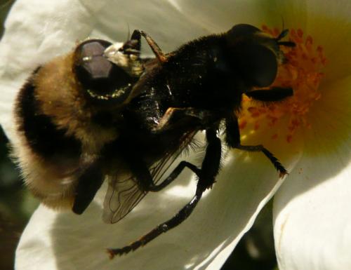 Merodon equestris