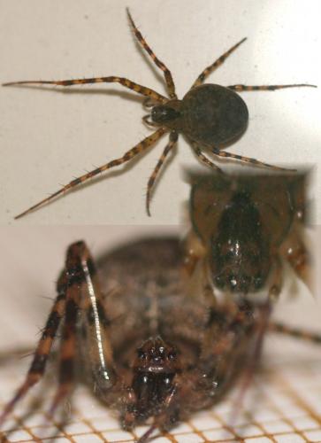 Réf. 45 941 : Metellina merianae