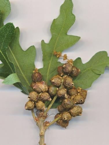 Andricus grossulariae