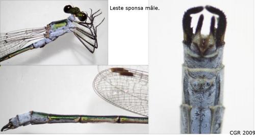 Lestes sponsa