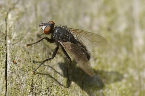 Sarcophaga sp.