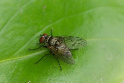 Réf. 45 993 : Helina sexmaculata