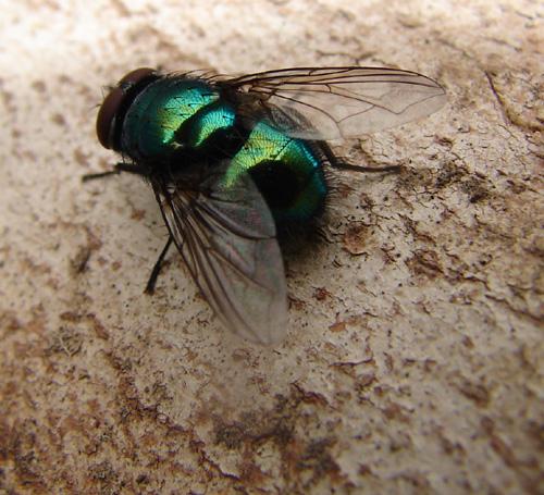 Lucilia sp.
