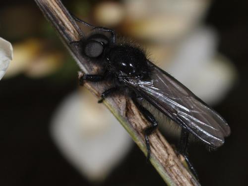 Bibio sp.