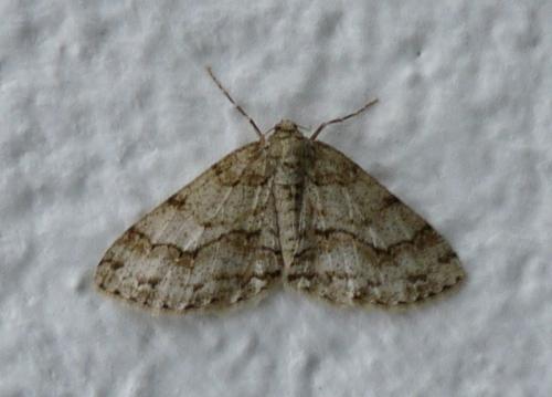 Ectropis crepuscularia