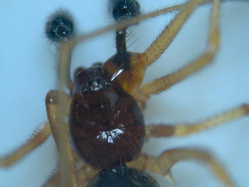 Neottiura bimaculata