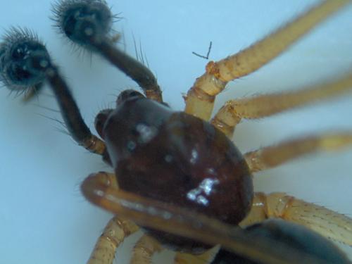 Neottiura bimaculata