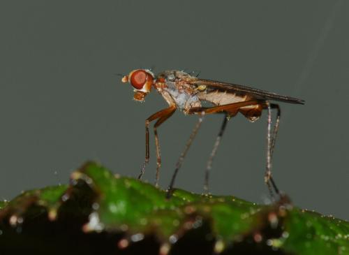 Calobata petronella