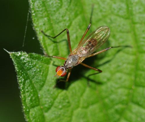 Calobata petronella
