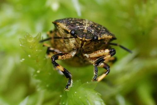 Rhacognathus punctatus