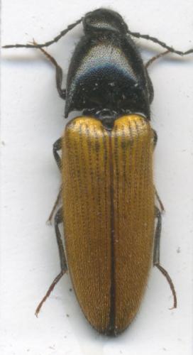 Ampedus nigroflavus