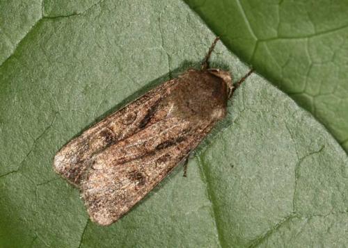 Réf. 45 551 : Agrotis sp.